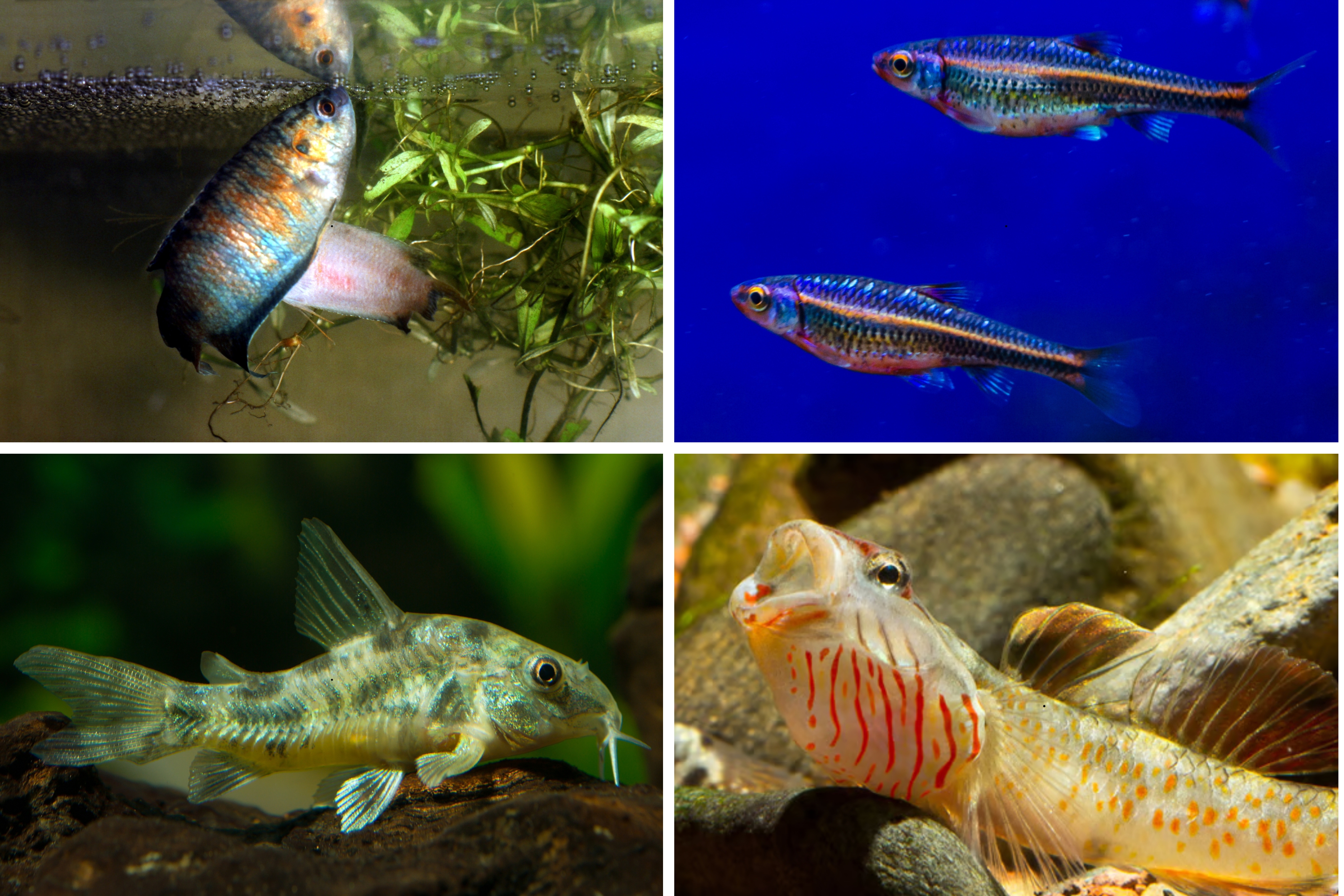 Top cold water tropical fish 2026: Here are 12 of the best breeds of ...