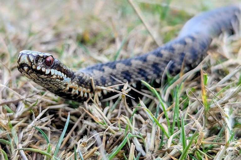 Snakes alive! Dog walkers urged to take care as protected adders emerge ...