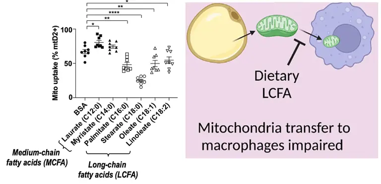 Mitochondria can travel between cells — and it changes everything
