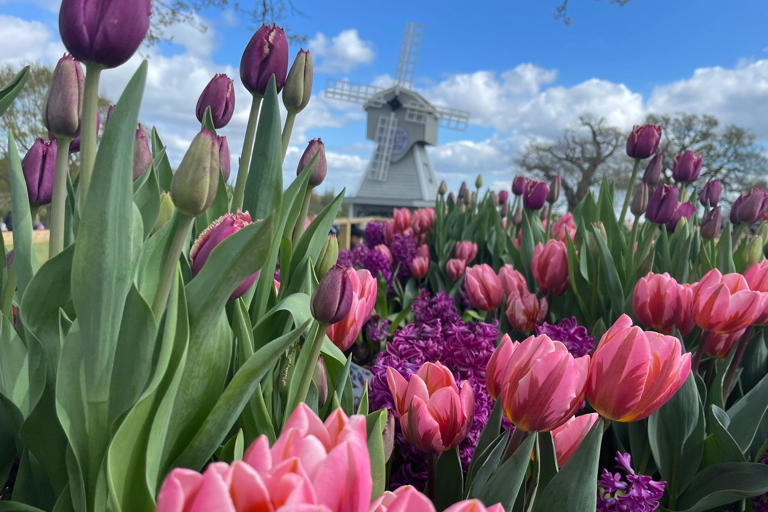 In pictures: Step into spring at Tulleys Tulip Garden near Warwick ...