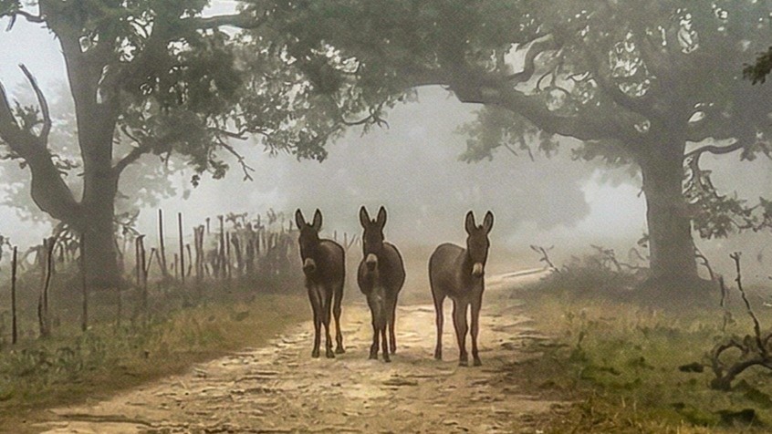 Scared donkey ran away during a storm - then she came back as a brave mom