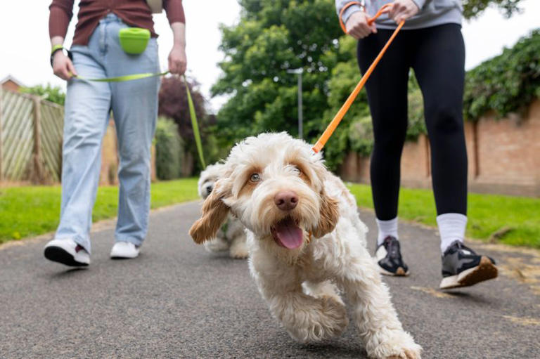 Wealthy family offering £60,000 a year to be live-in companion for ...