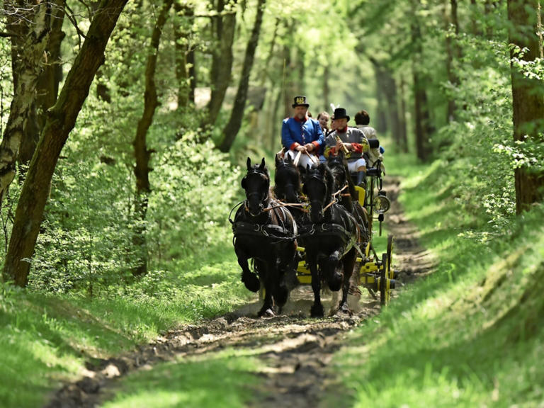 Eintritt, Parken, Programm: Mit der Postkutsche beim Krämerwaldfest ...