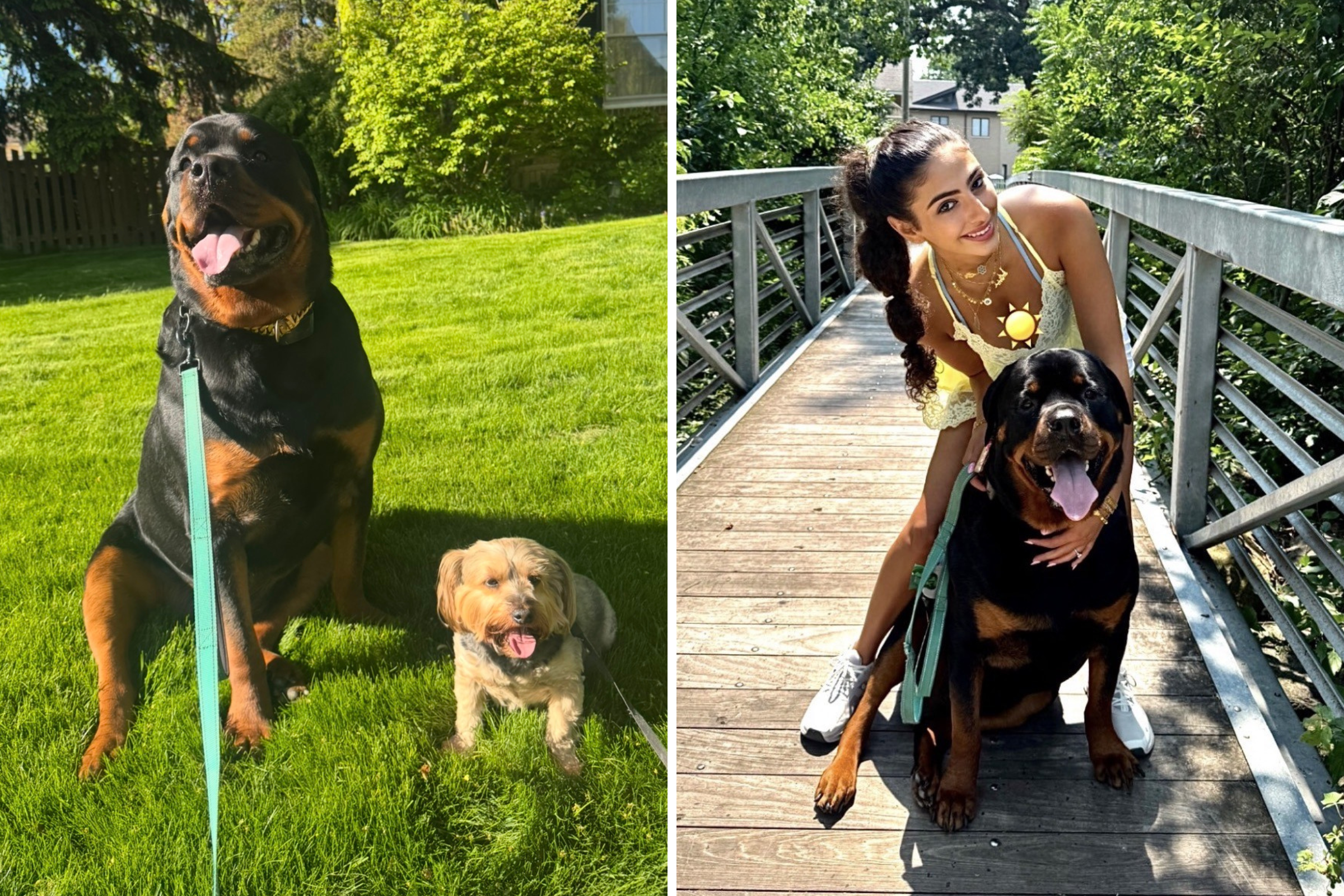 Moment Rottweiler fighting cancer reunites with bestie after leg amputation
