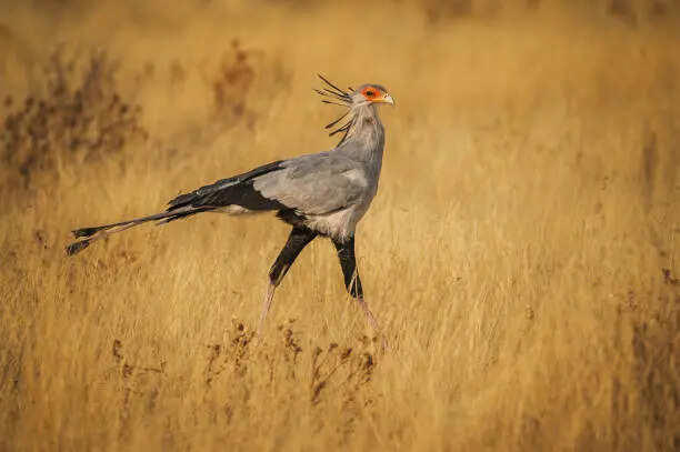 The fearless predator that kills cobras with powerful kicks