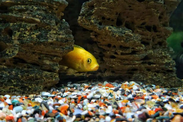 Fish body language explained: Signs of stress, comfort, and illness
