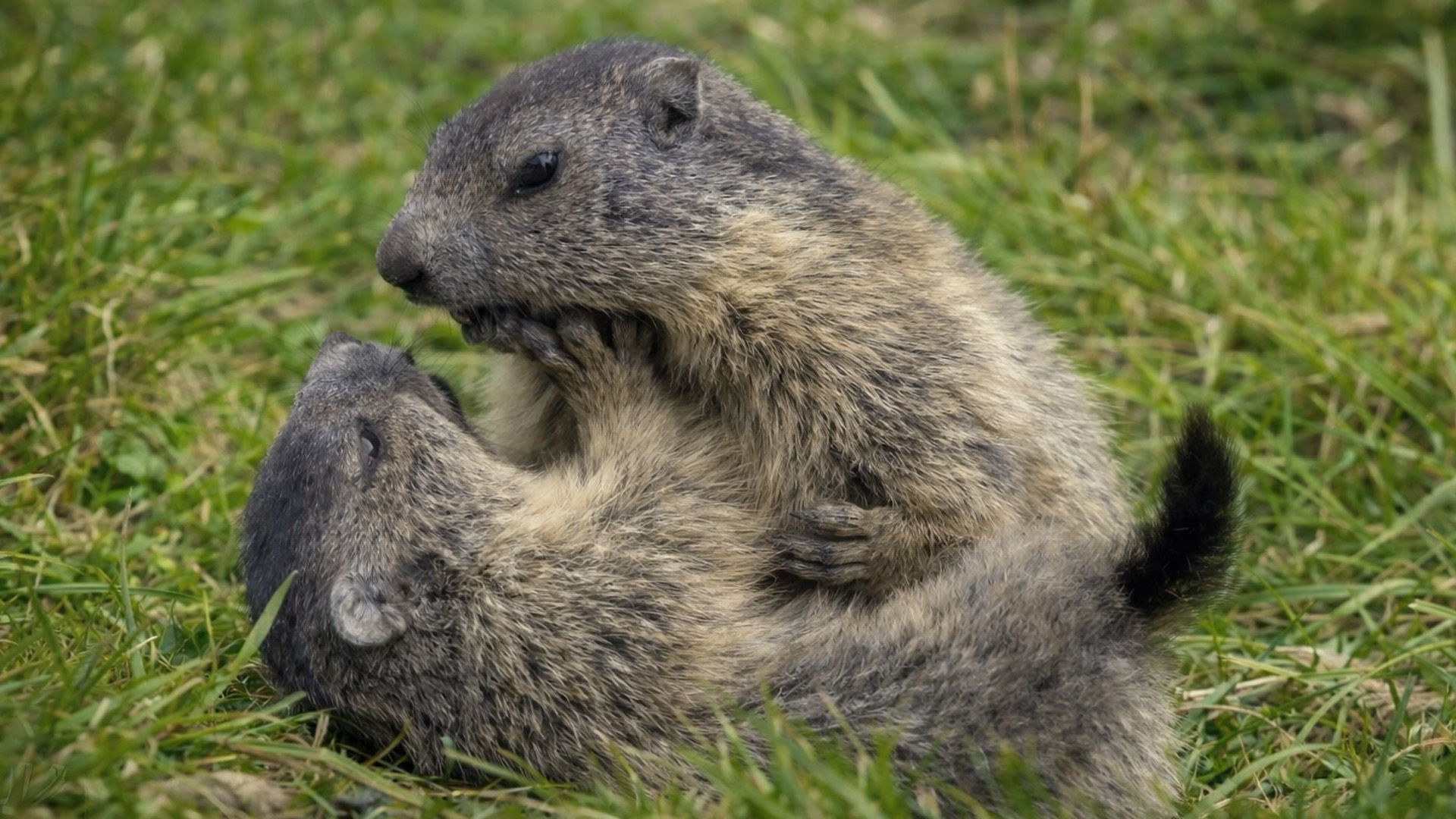 These two marmots started something unexpected - hidden camera