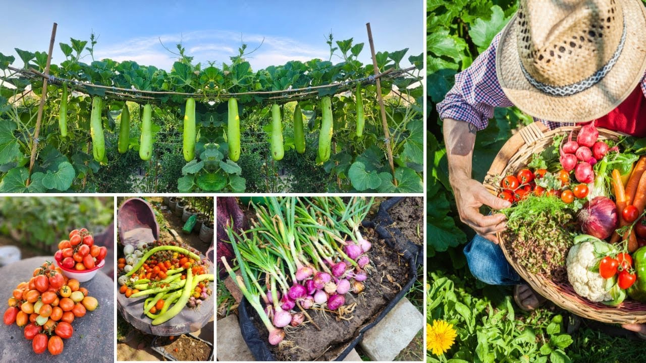 Grow your own food! Beginner mistakes to avoid