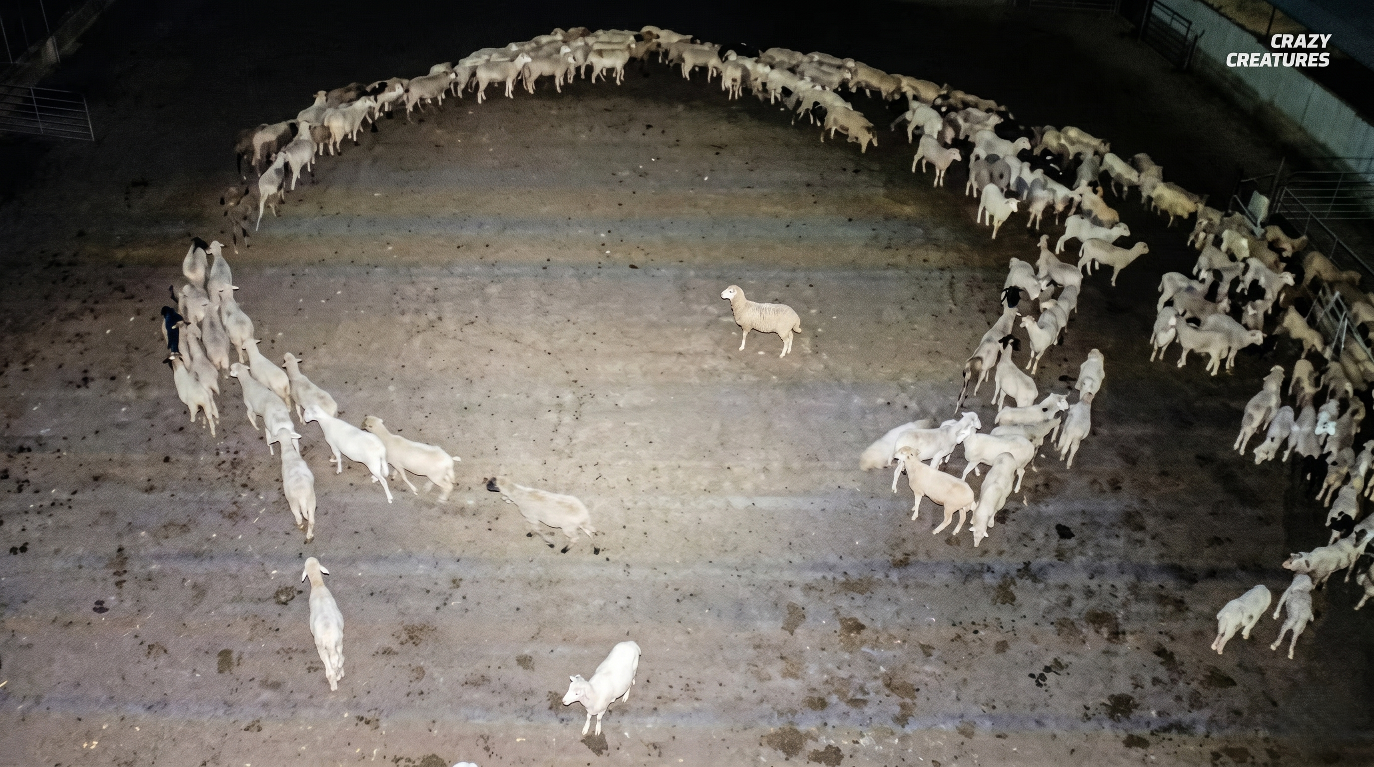 Footage of sheep trapped in a circular loop triggers scientific concern