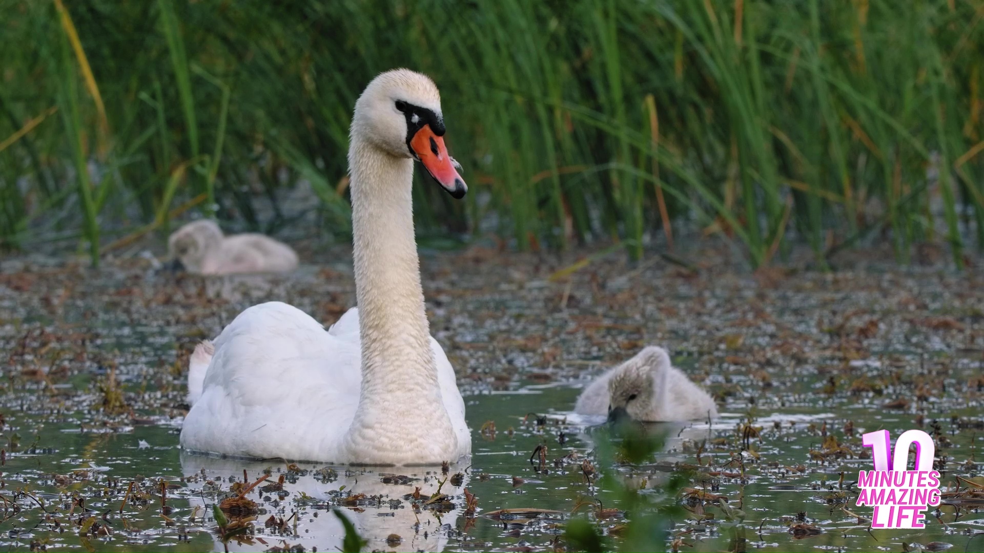 Swan observes and protects young while they search for food