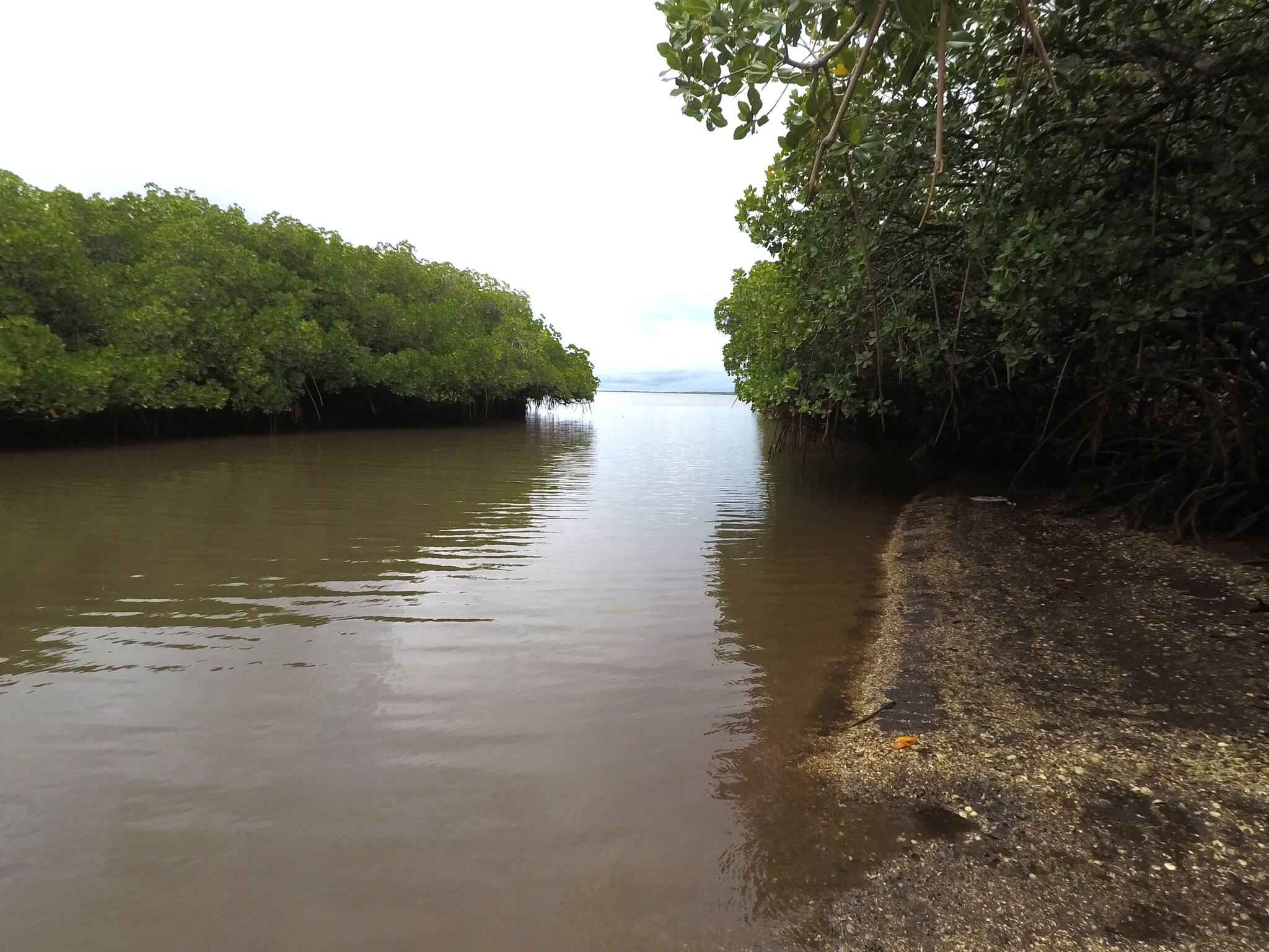 „Fast-Food“-Riff: Diese Insel besteht fast nur aus Muschelschalen