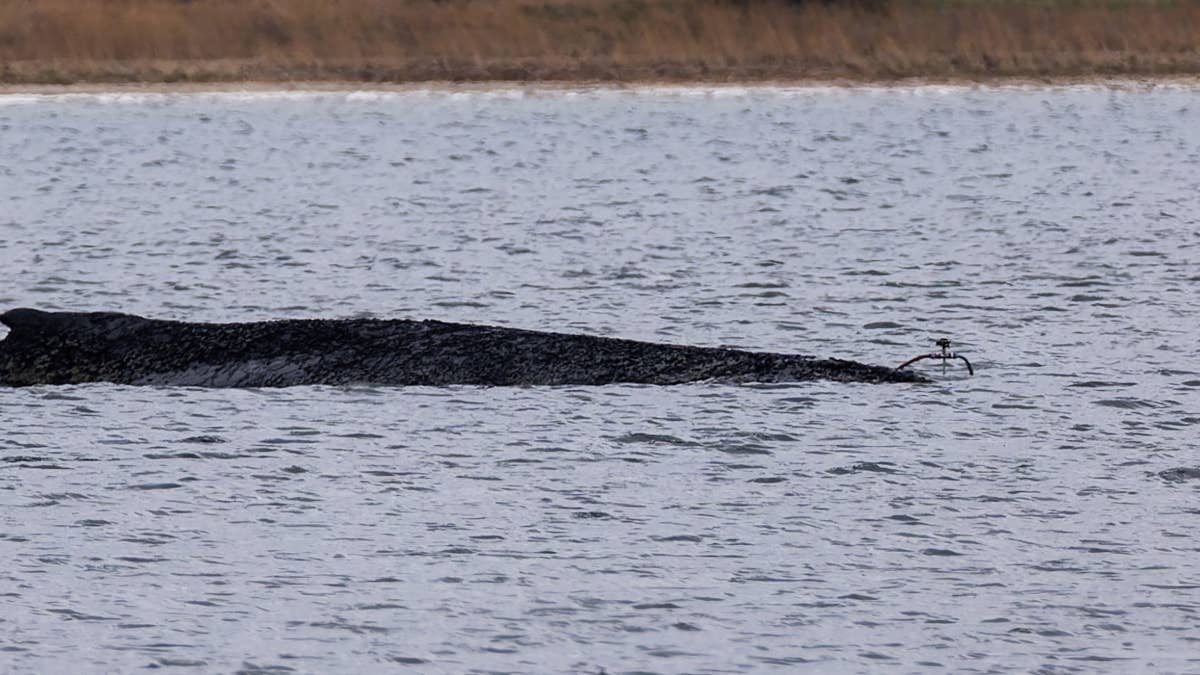 Two millionaires fund last-ditch rescue for stranded whale Timmy ...
