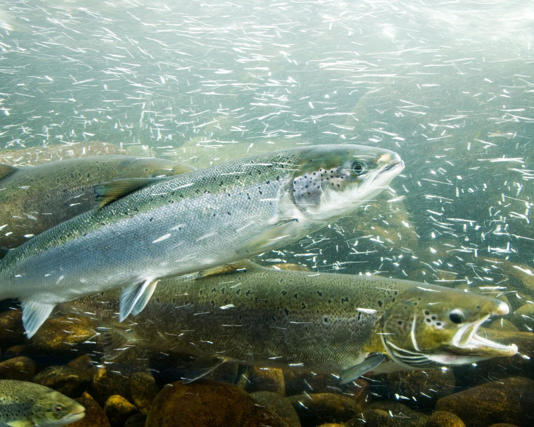 The findings of the Swedish study suggests the substances can affect where the fish go, what they eat, and how vulnerable they are to predators. Photograph: Westend61/Getty Images