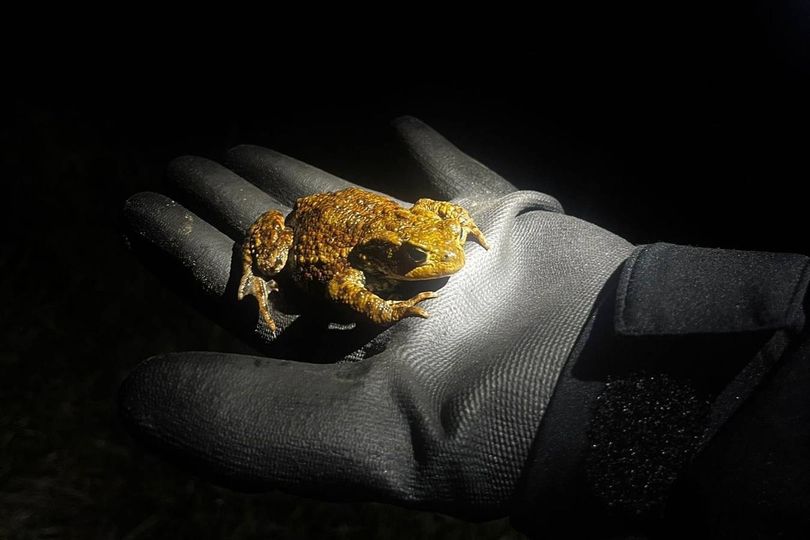 1,000 toads and other wildlife feared dead after water company drains ...