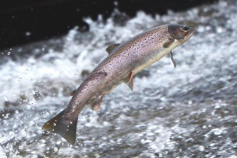 'Cocaine salmon' swim faster and farther than sober fish in wild drug study