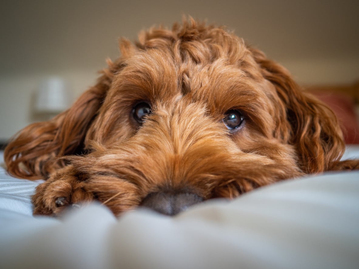Which dog breed is the naughtiest?