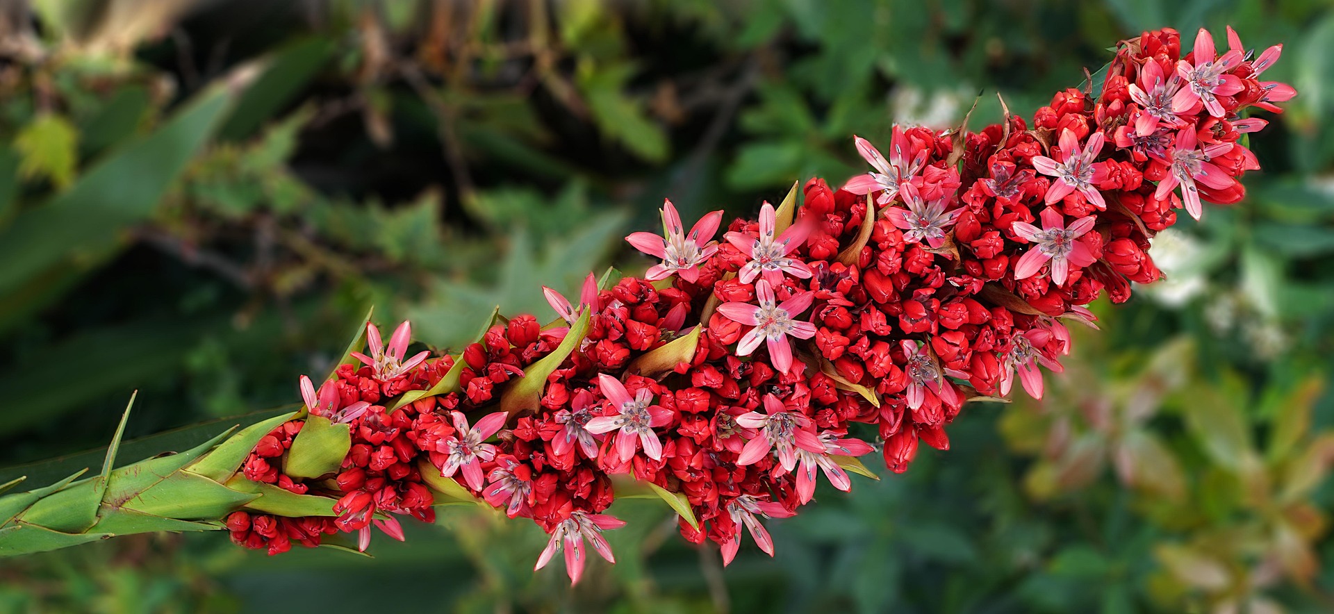 43 ans après avoir été semée, cette fleur géante fleurit enfin au ...