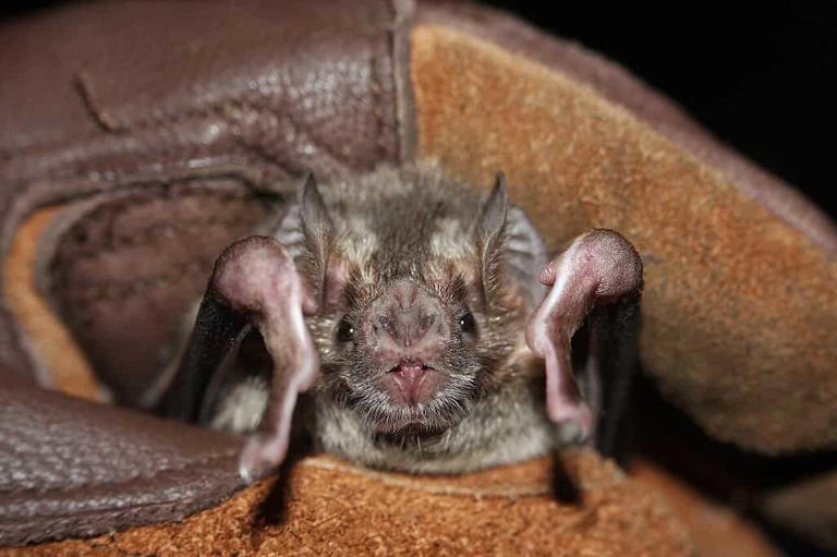 Vampire bats are moving into the US and scientists worry they could ...