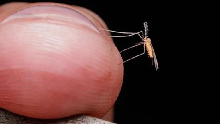 Gauteng malaria surge sparks alarm as deaths climb sharply in 2026