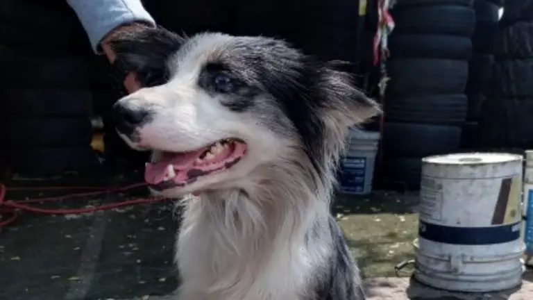Fiscalía de Jalisco recupera perro que fue robado a niños en calles de ...