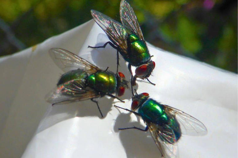 Repel ants and flies from home with natural household ingredient they hate