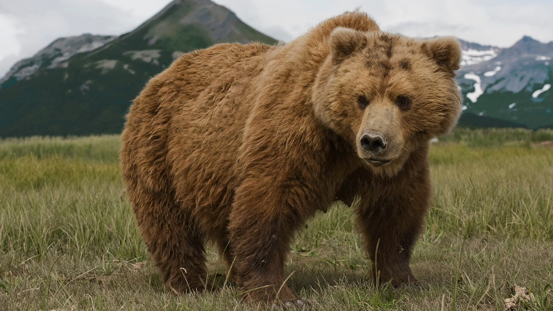 Watch what happens when ancient predators roam again