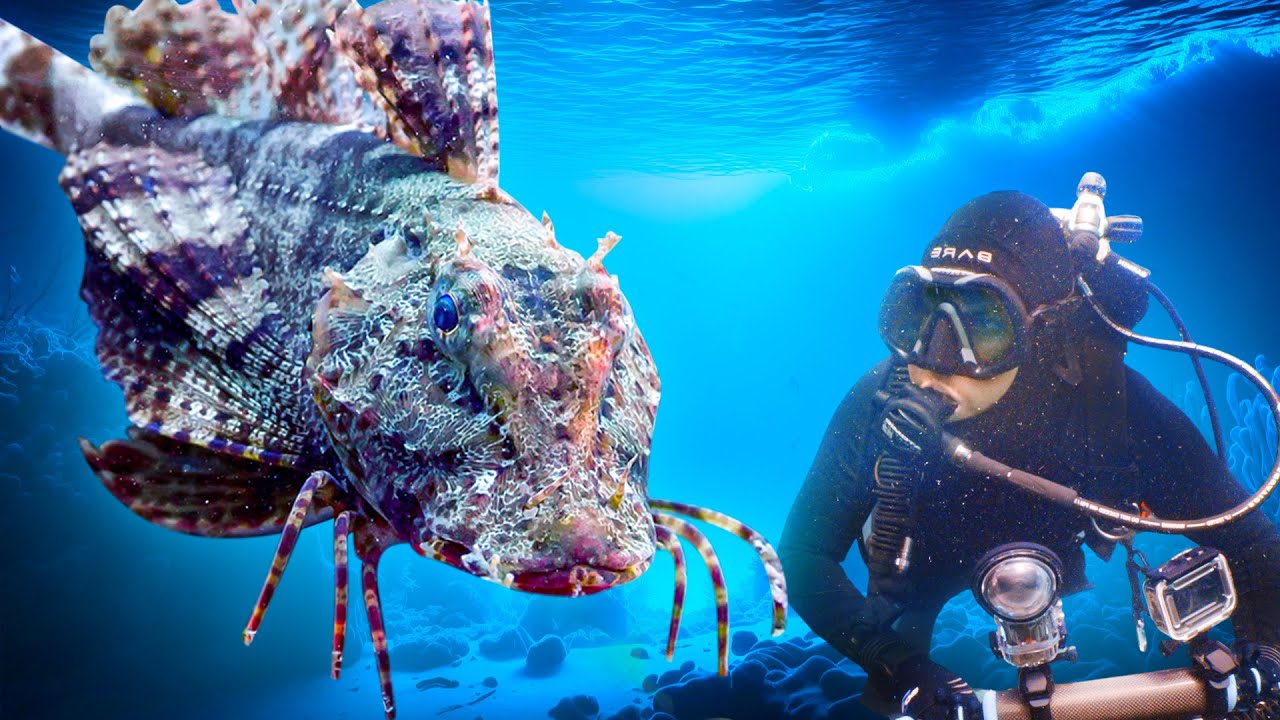 The strange fish that walks
