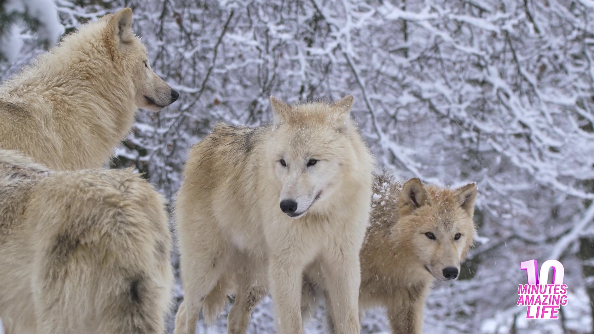 Rare Arctic wolf moment while observing the surroundings