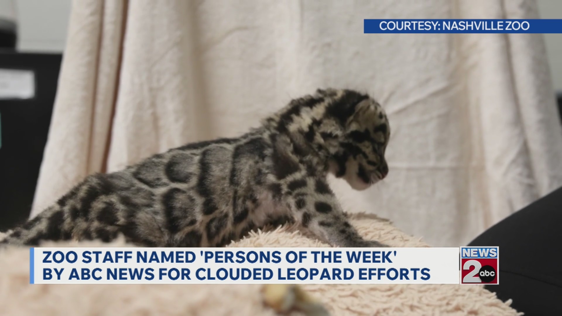 Zoo staff named 'Persons of the Week' by ABC News for clouded leopard ...