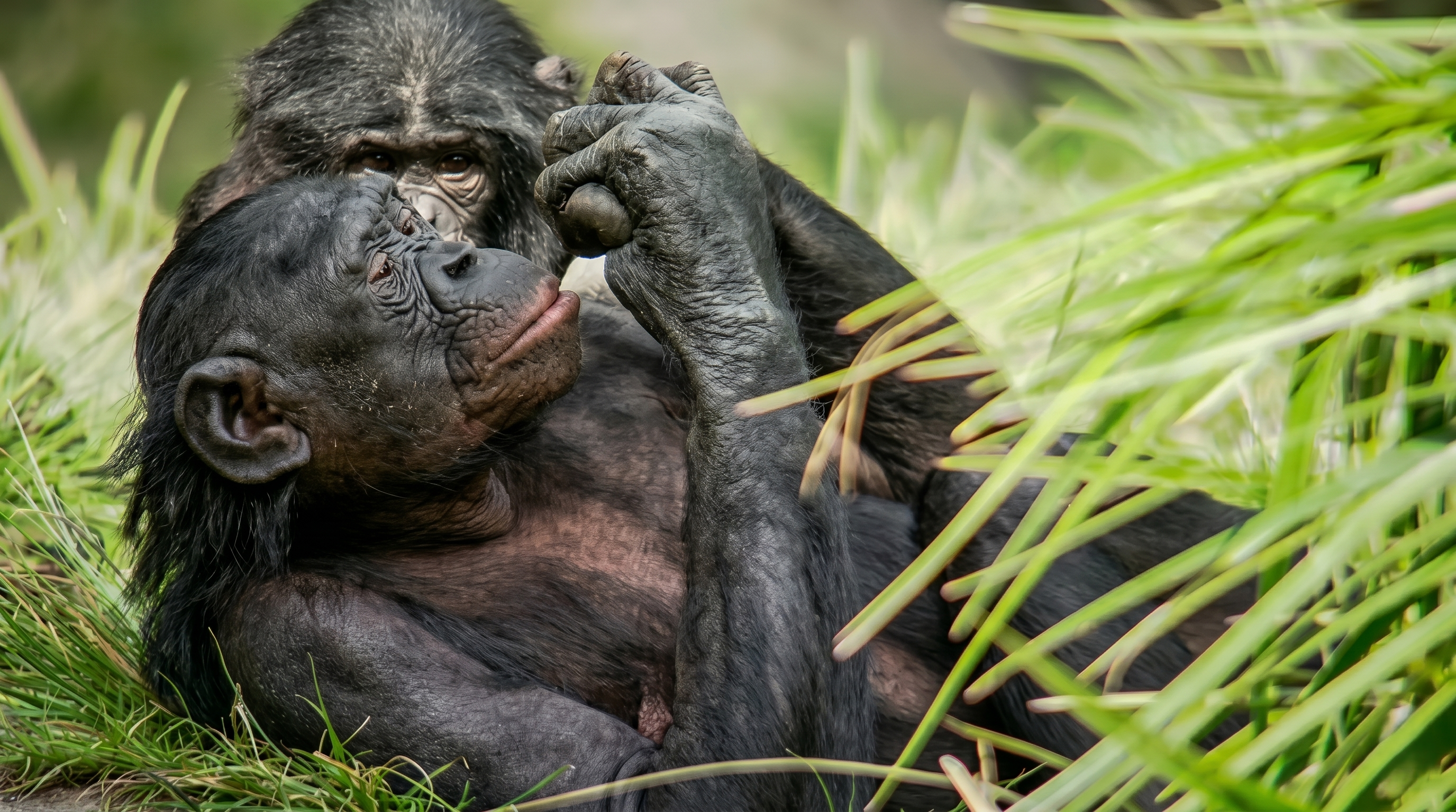 Watch what happens when a chimpanzee uses tools and strategy to ...