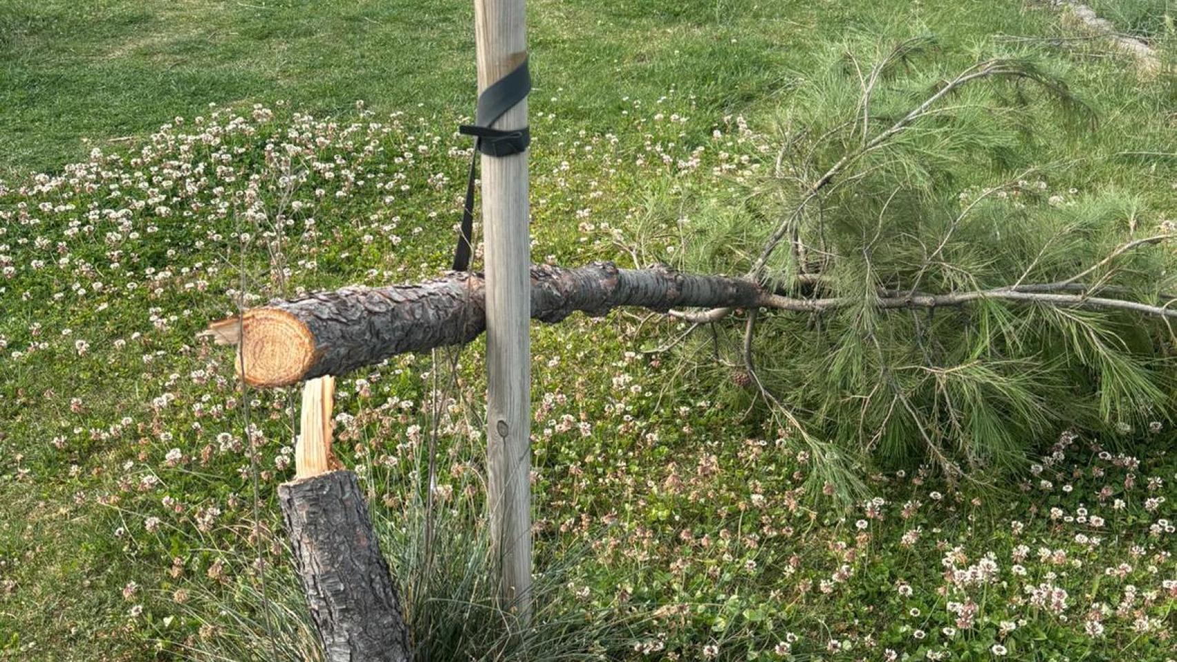 Indignación en Azuqueca por la tala vandálica de 35 pinos en una zona verde