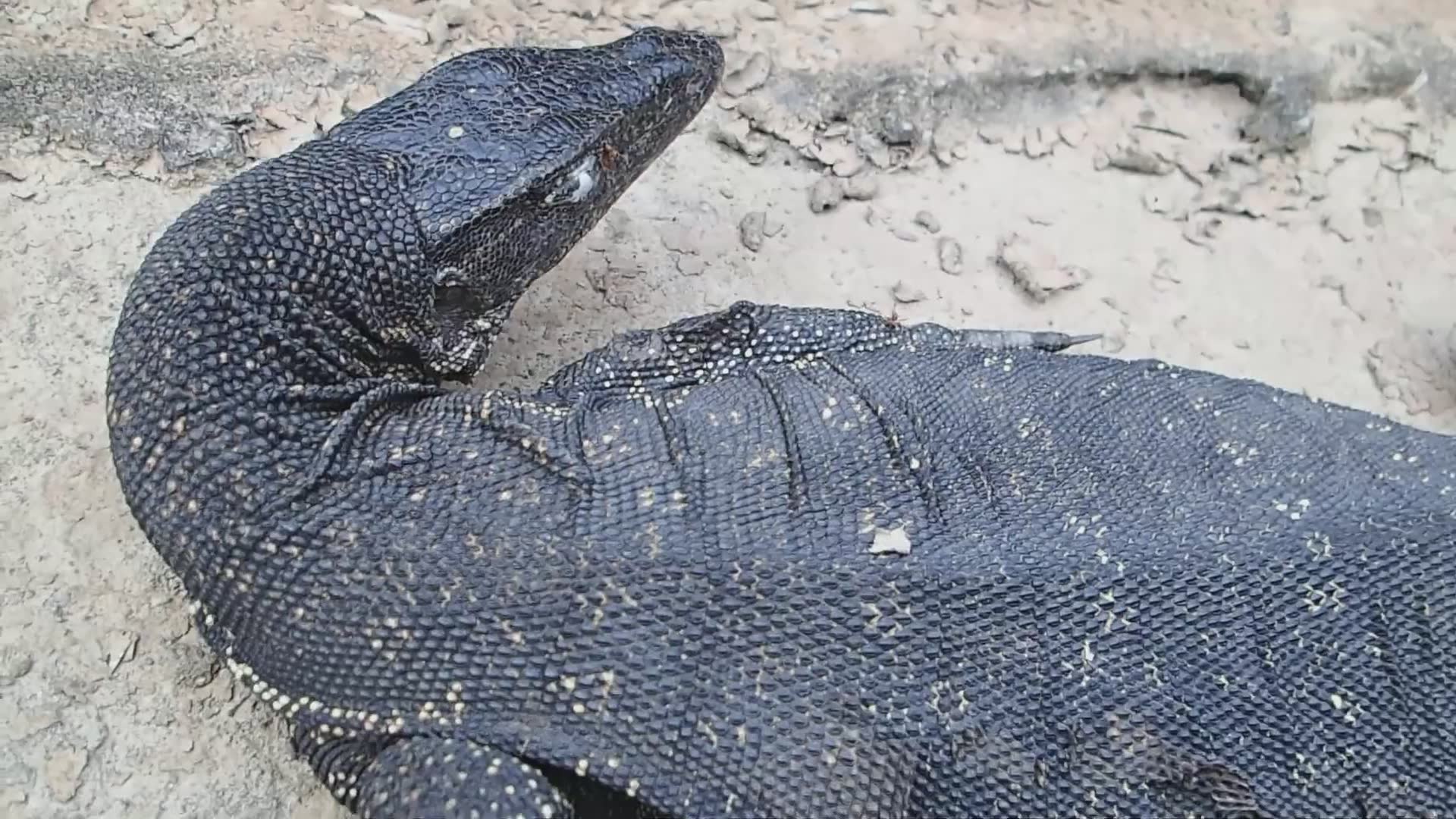 Discovering giant monitor lizard displaying unusual behaviors