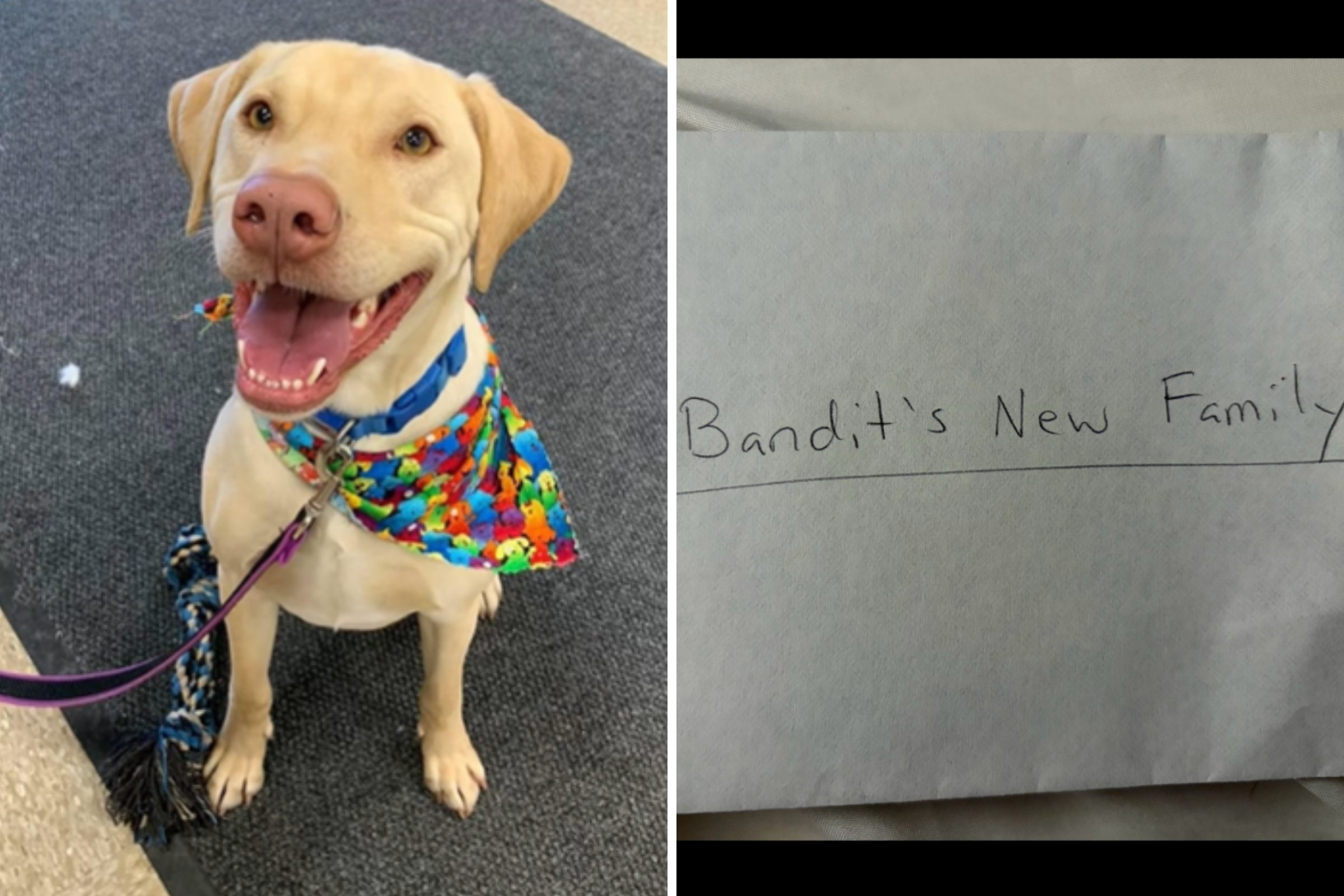 Tears as rescue dog comes with heartbreaking note from previous owner