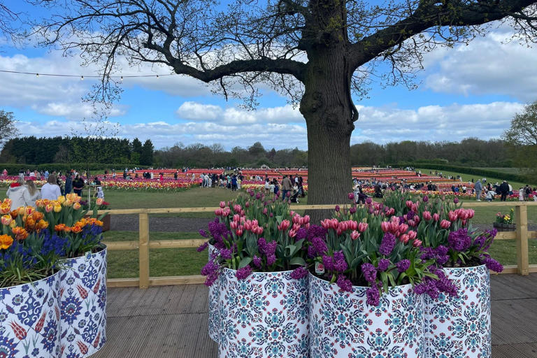 In pictures: Step into spring at Tulleys Tulip Garden near Warwick ...