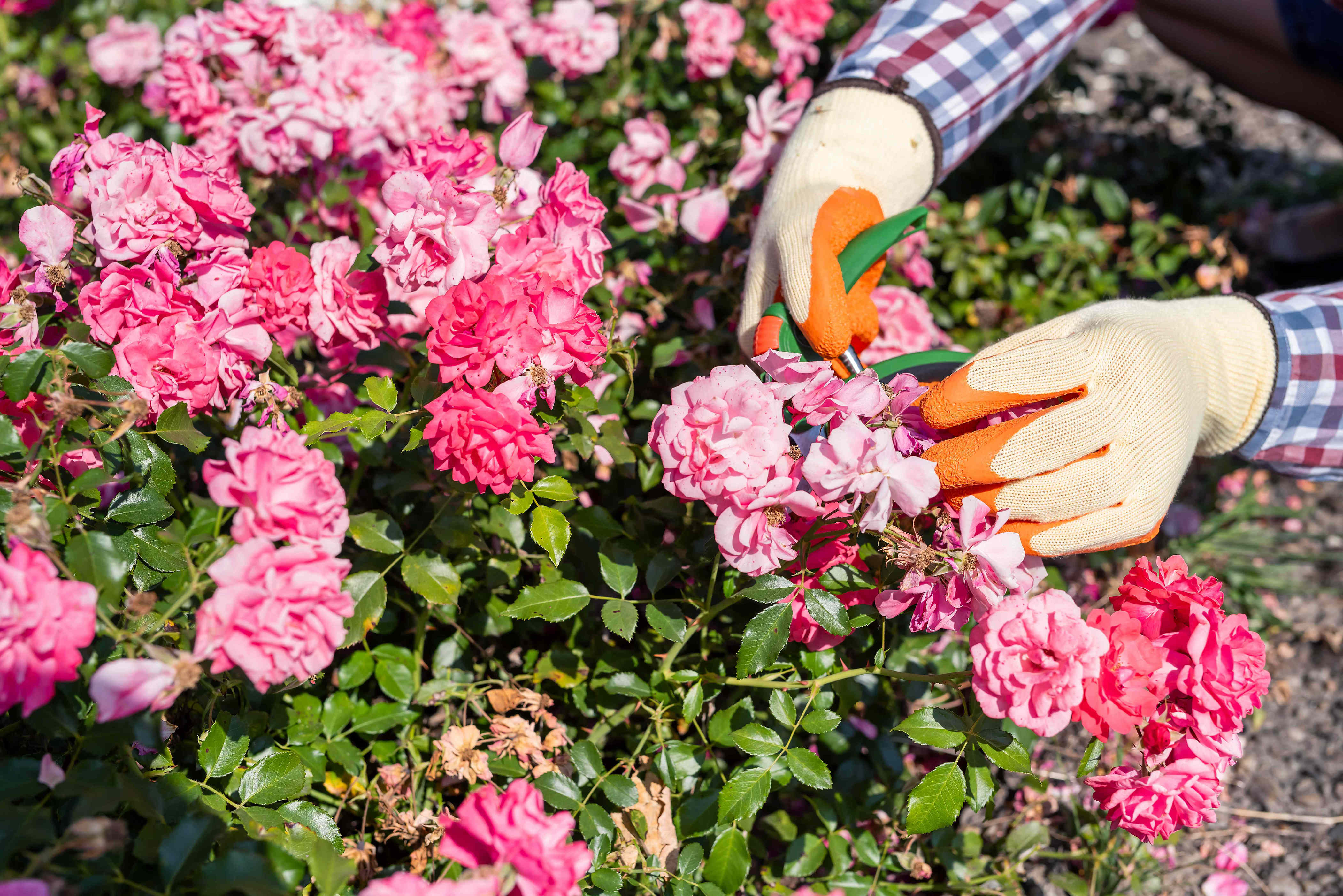 When is it too late to prune roses? Don’t miss this window