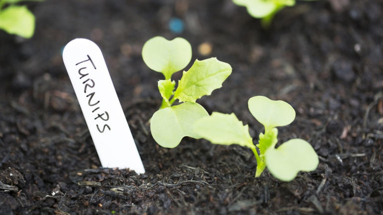 These 20 beginner gardening mistakes can ruin your harvest before you ...