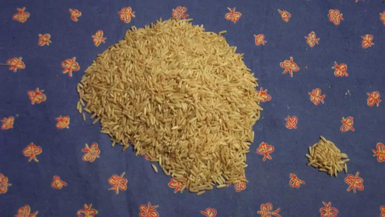 How a forgotten rice from Bengal has fans among chefs & foodies