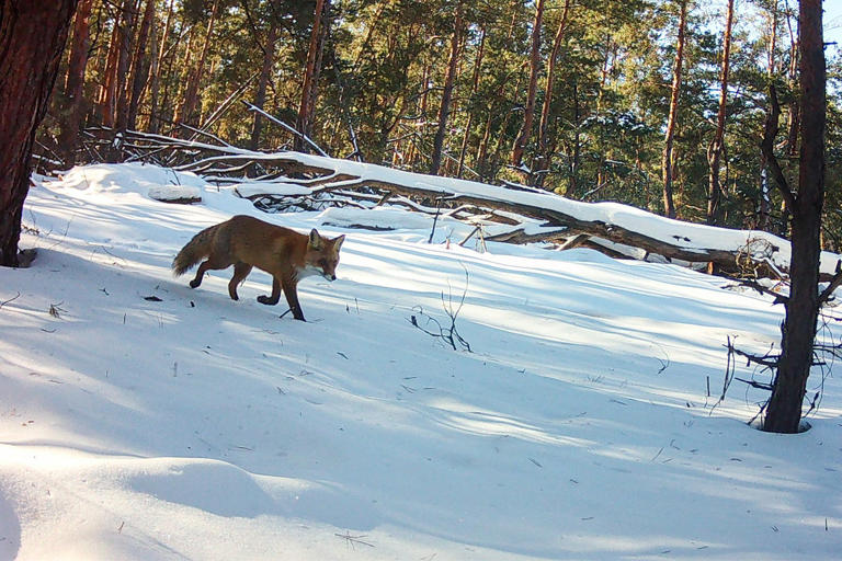 Chernobyl’s radioactive zone now a thriving refuge for rare wildlife