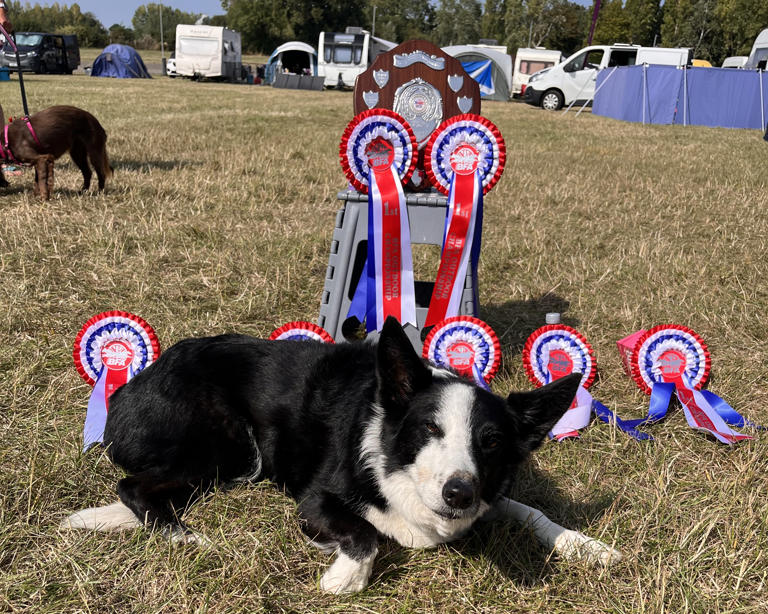 From shy rescue to champion: Meet the Border Collie from Dogs Trust ...