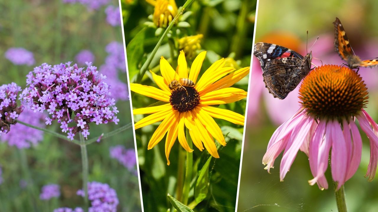 8 essential plants for pollinators to welcome butterflies and bees into ...