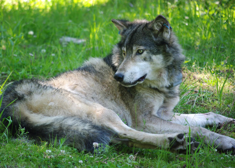 Oregon wolf population grows to 230, but advocacy group questions ...