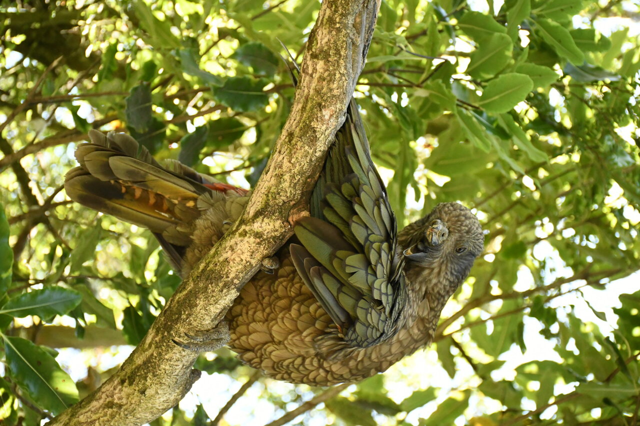 Disabled parrot is undefeated alpha male of his group thanks to novel ...