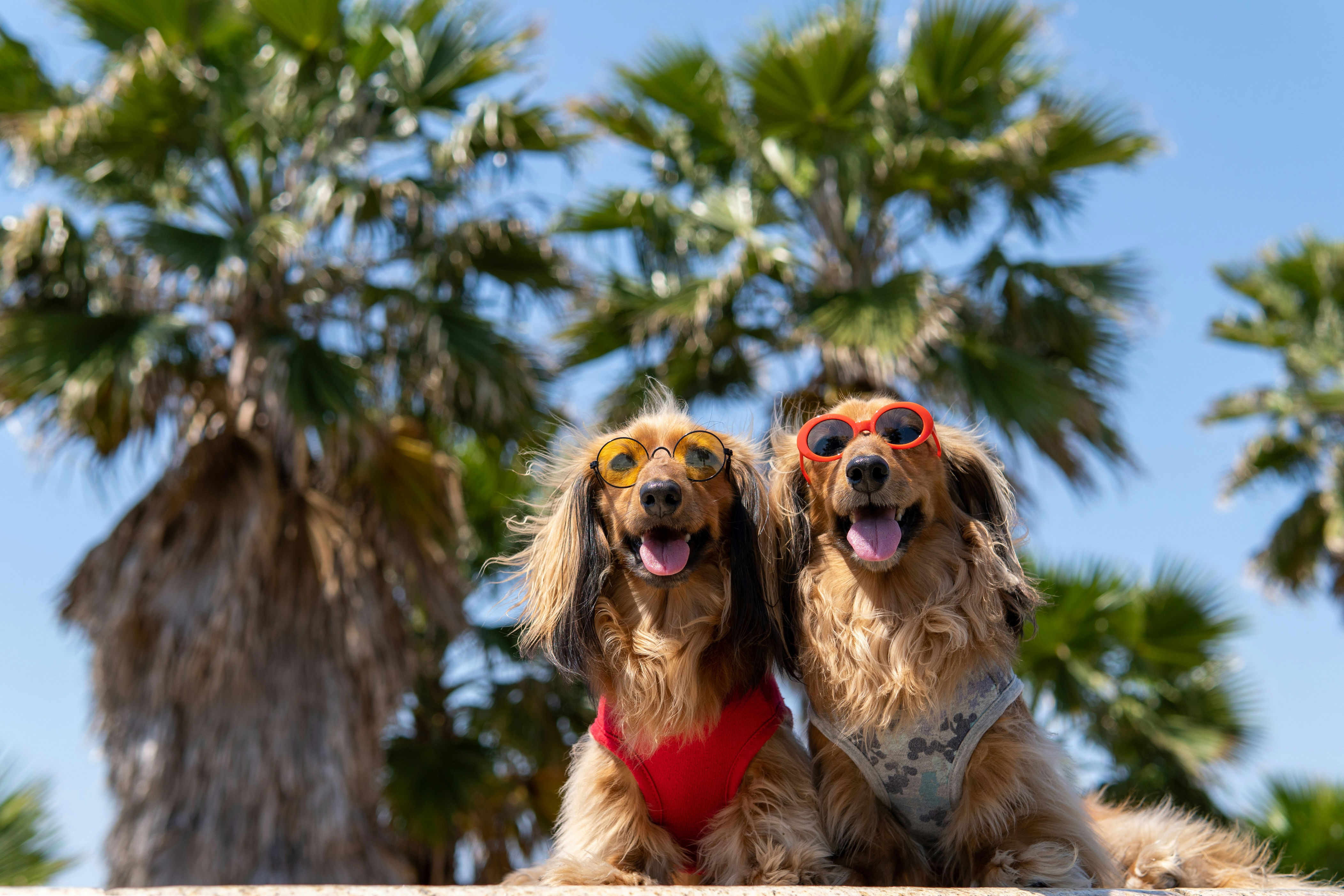 Moving to Spain with pets: complete guide for 2026