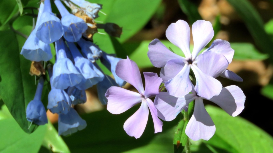 7 shade perennials that spread (but won’t take over)