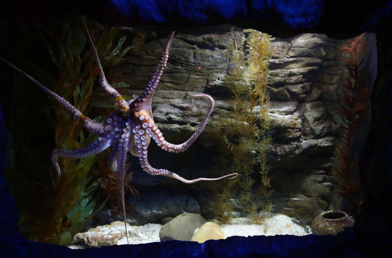 Inky the octopus squeezed through a drainpipe to freedom - and was ...