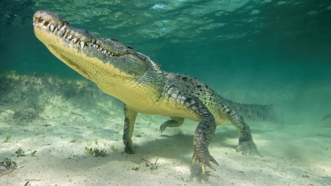 This crocodile ripped a leg off a surfer - and then disappeared