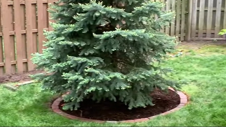 How to use the existing trees in your yard to enhance your landscaping