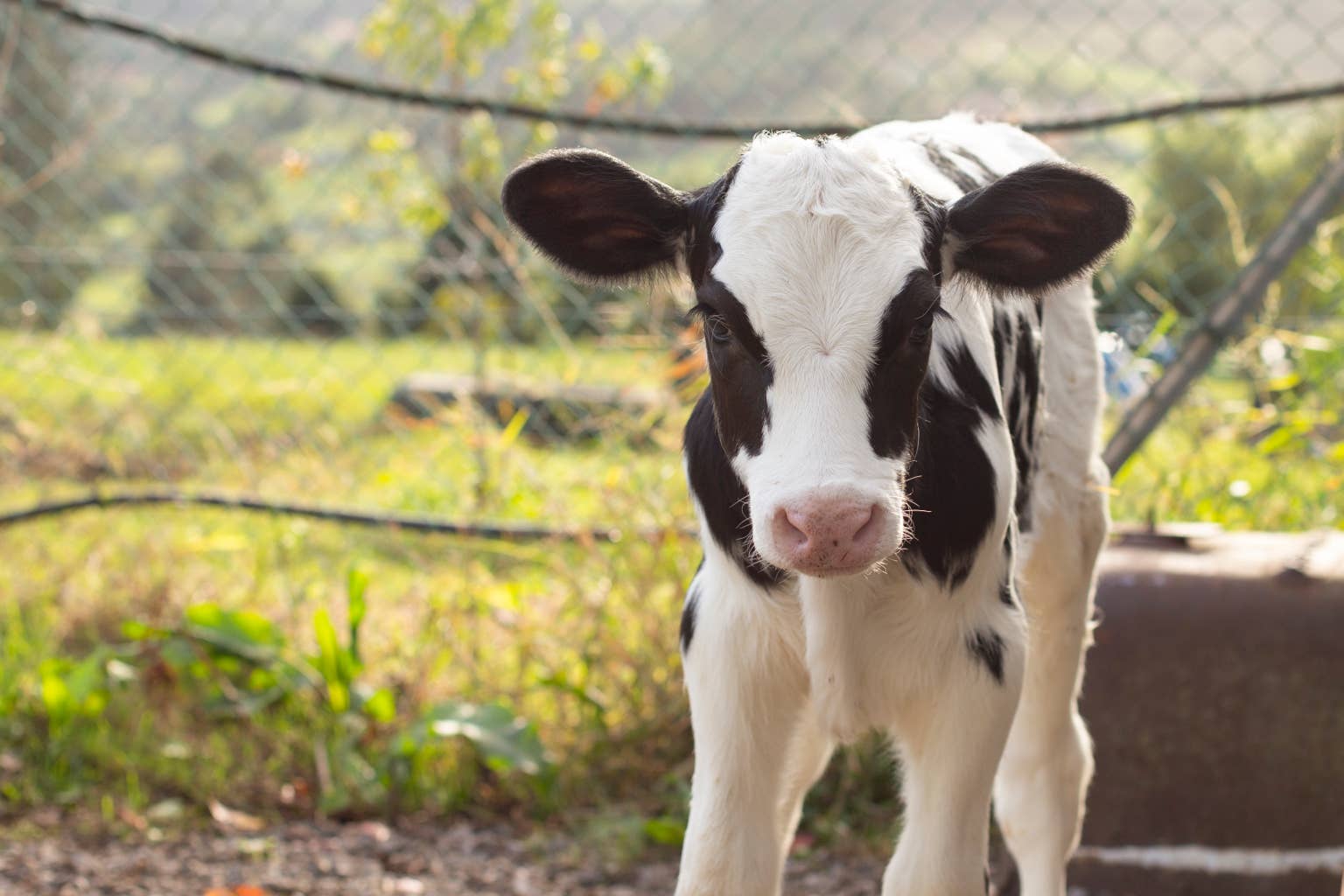 This baby cow is a perfect copy of her mom, and people can't get enough