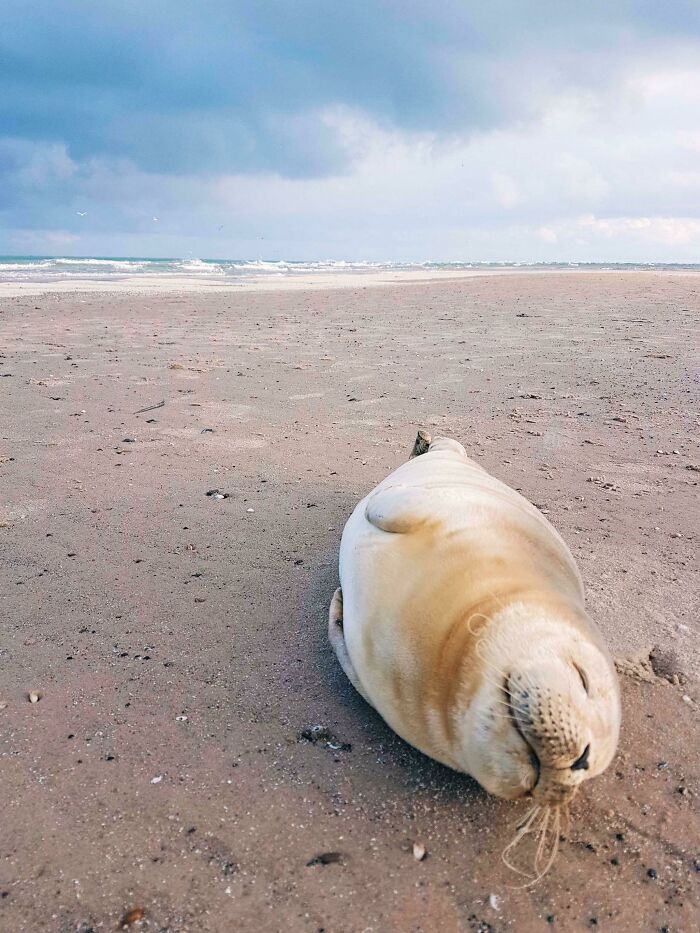 58 Unexpected Wild Animal Encounters That Caught People Off Guard