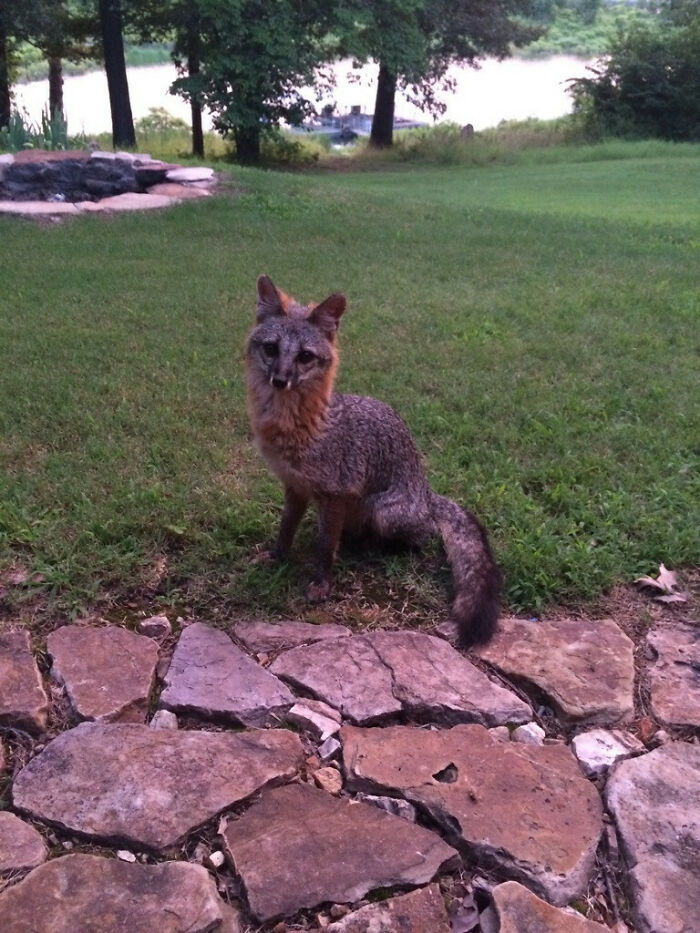 58 Unexpected Wild Animal Encounters That Caught People Off Guard